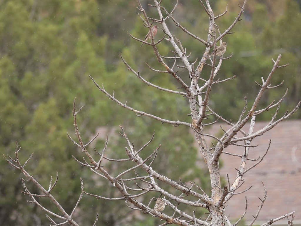 House Finch - ML643446847