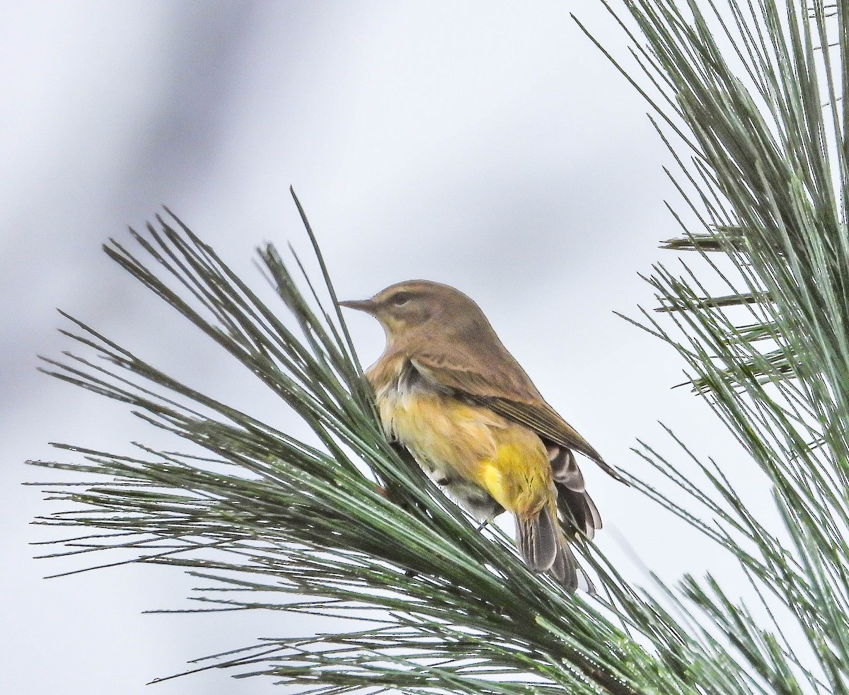 Palm Warbler - ML643446849
