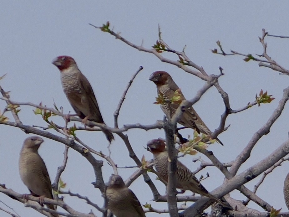 Red-headed Finch - ML643446854