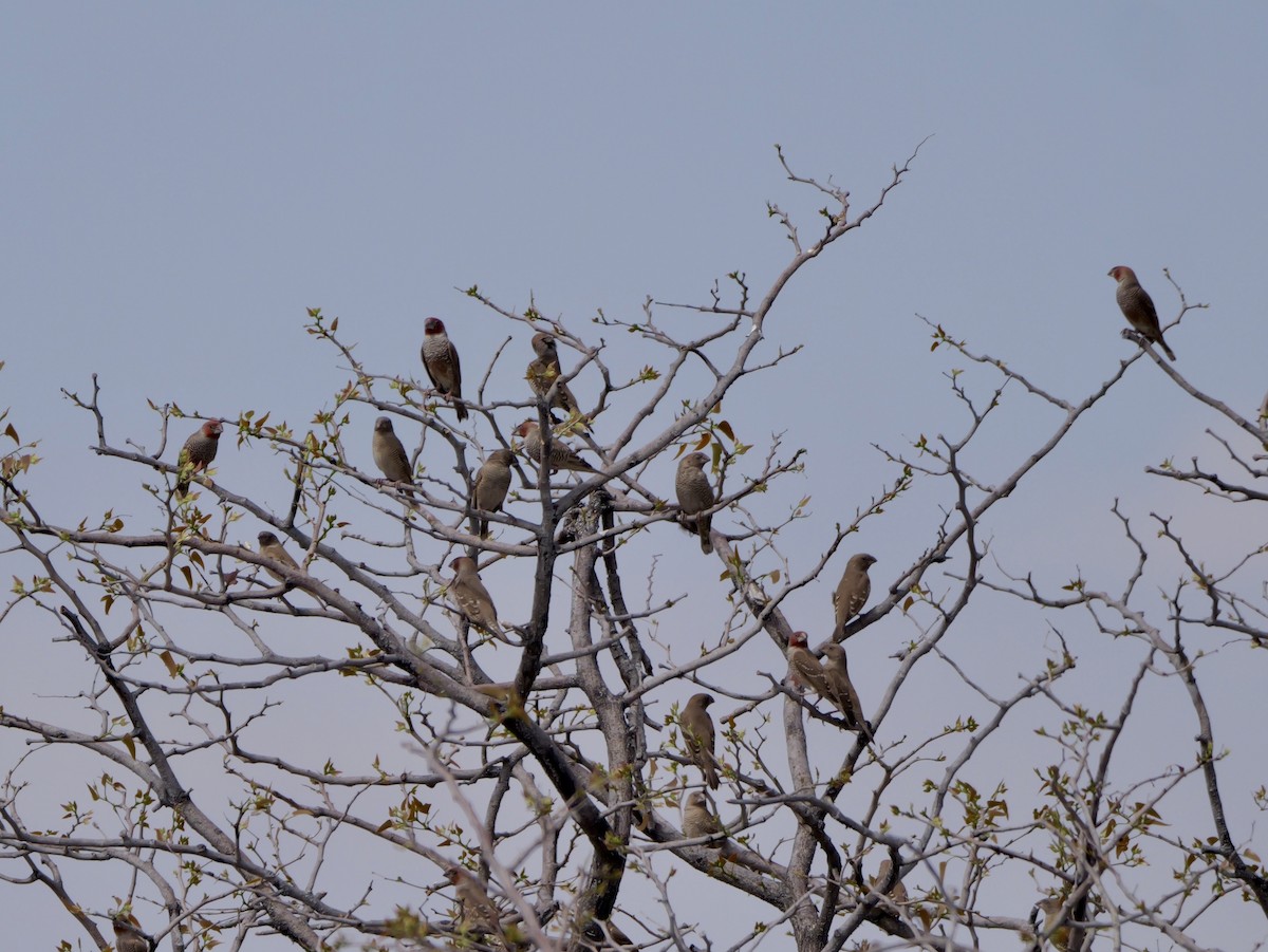 Red-headed Finch - ML643446855