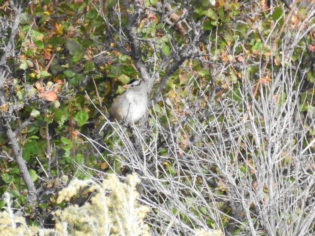 White-crowned Sparrow - ML643446860