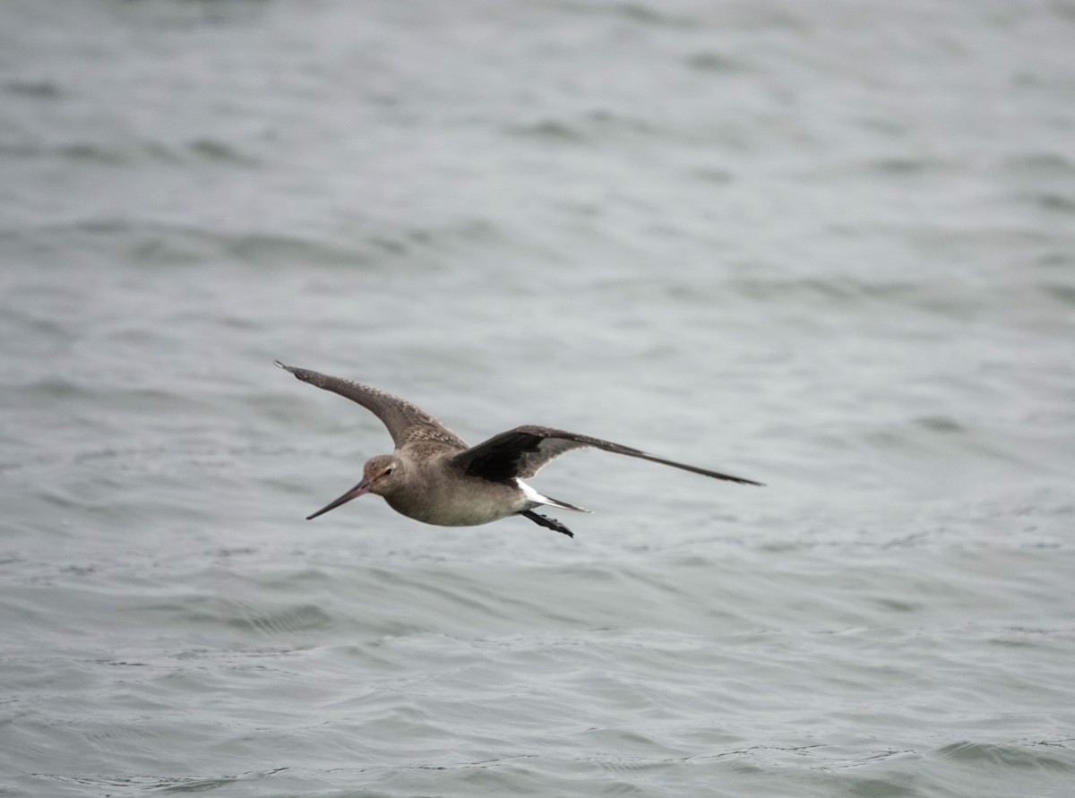 Hudsonian Godwit - ML643446861