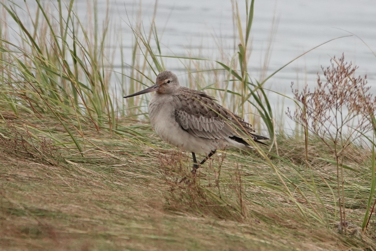 Hudsonian Godwit - ML643446862