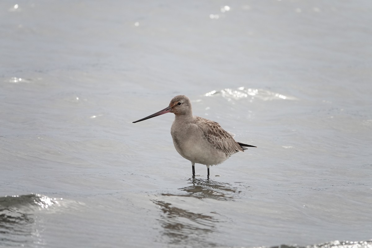 Hudsonian Godwit - ML643446863