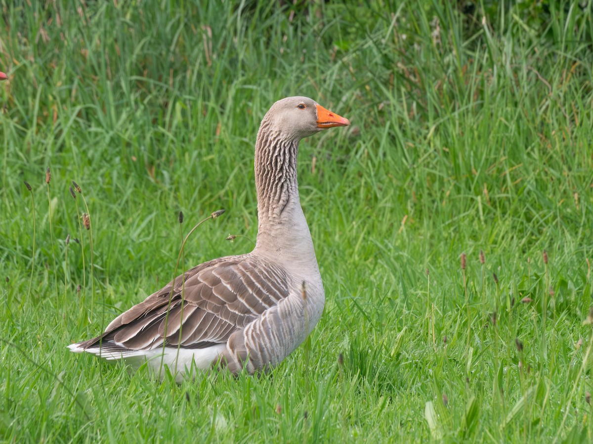 Graylag Goose (Domestic type) - ML643446867