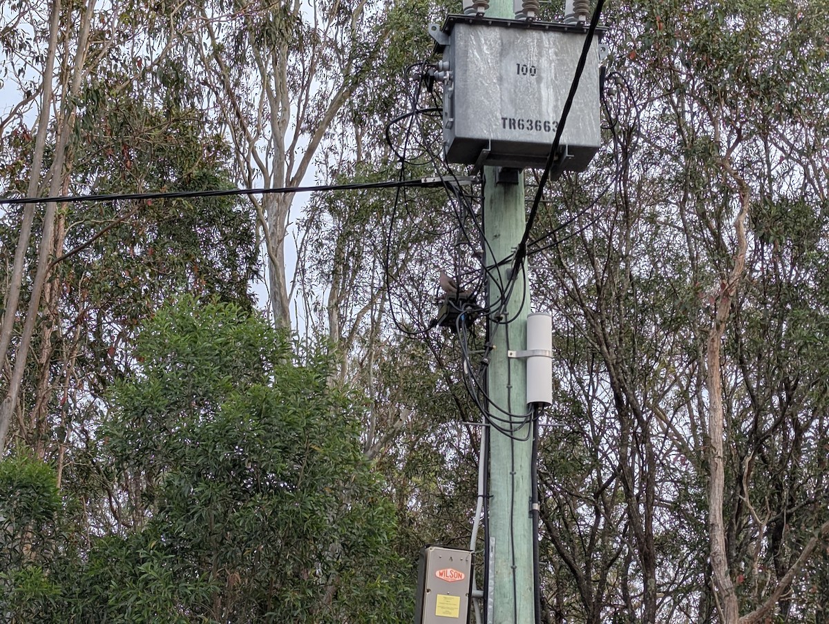 Common Bronzewing - ML643446889