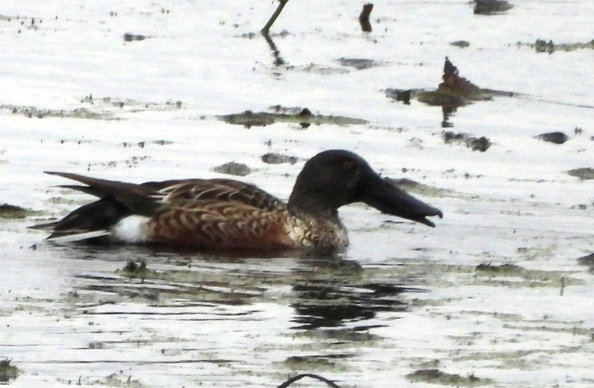 Canard souchet - ML643446891