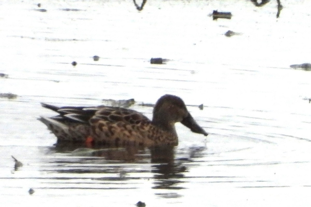 Canard souchet - ML643446892