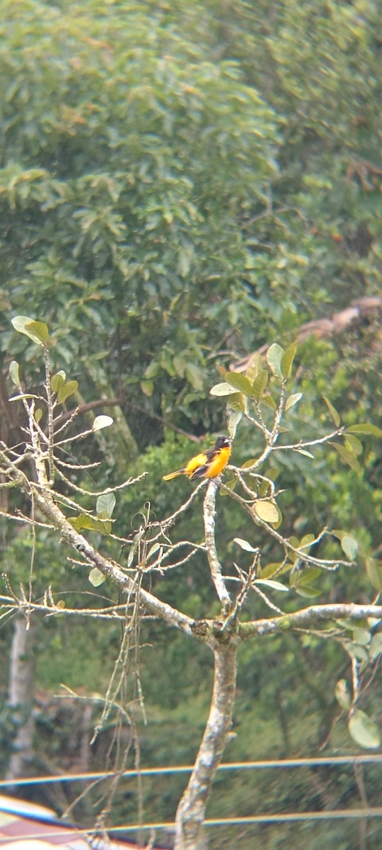 Baltimore Oriole - ML643446920