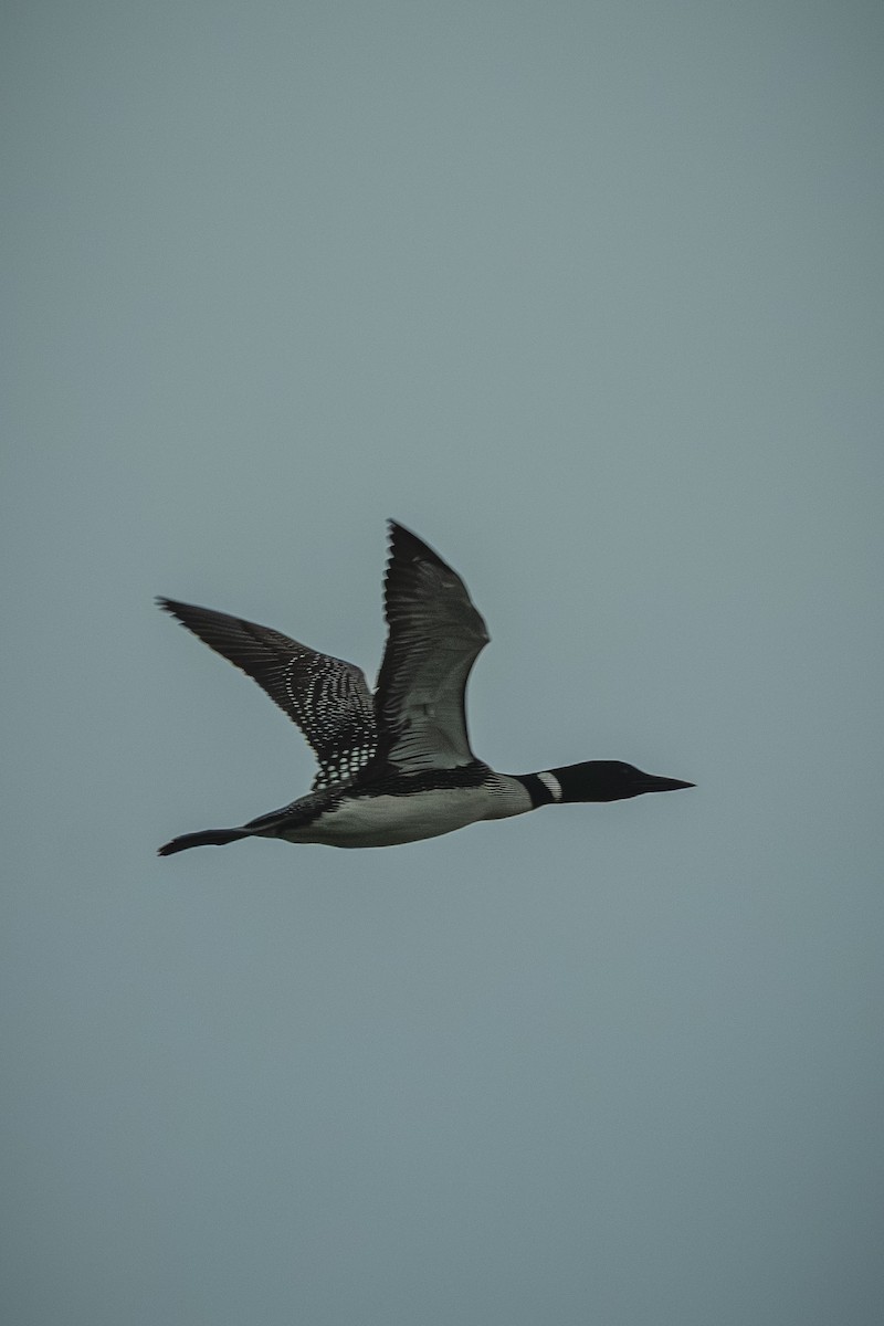 Common Loon - ML643446923