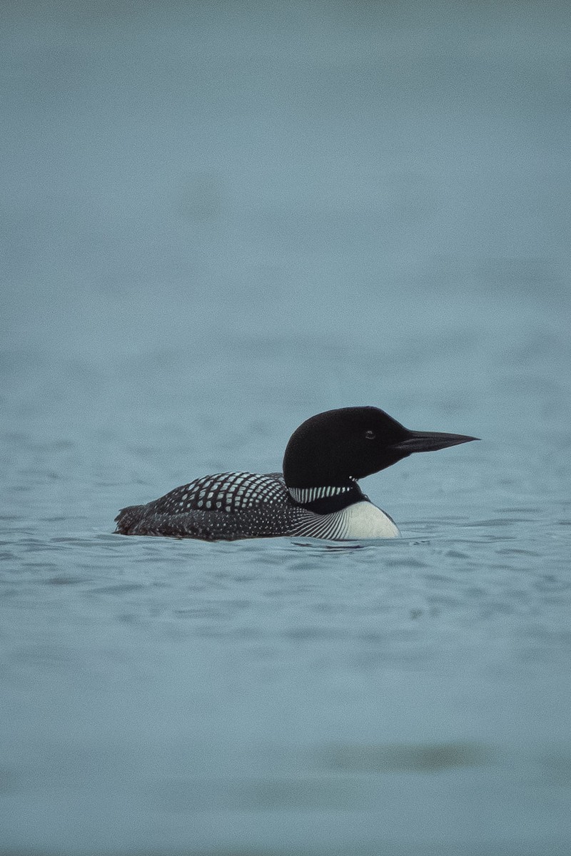 Common Loon - ML643446925