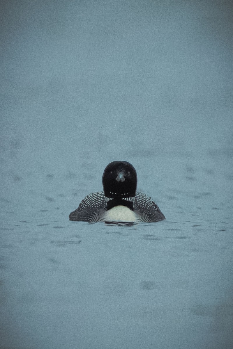 Common Loon - ML643446926
