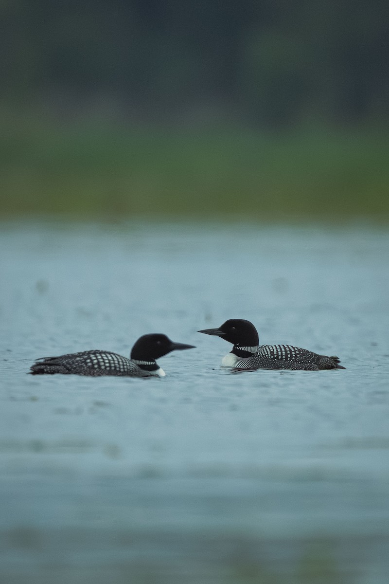 Common Loon - ML643446927