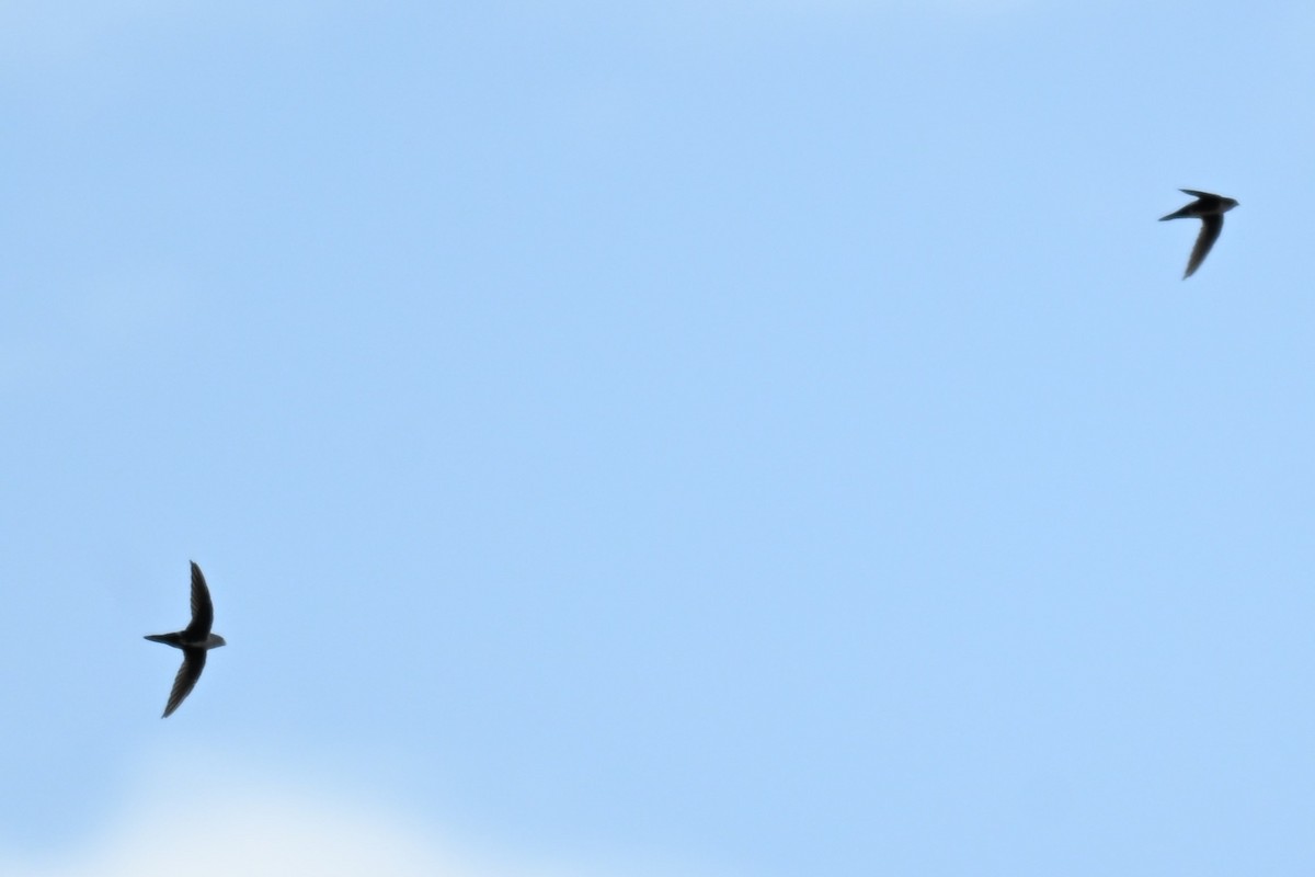 White-throated Swift - ML643446933