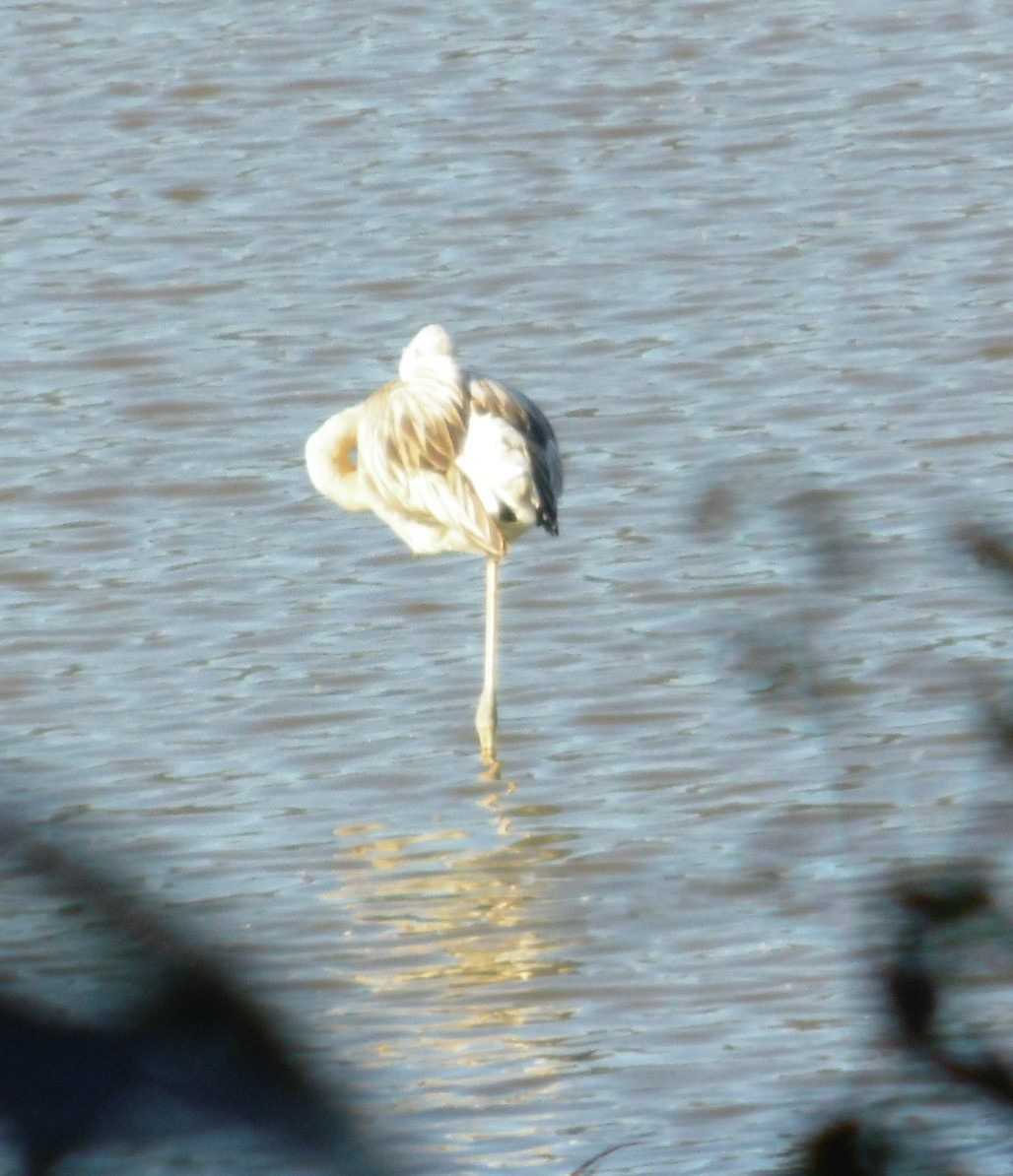 Ягаан нал - ML643446945