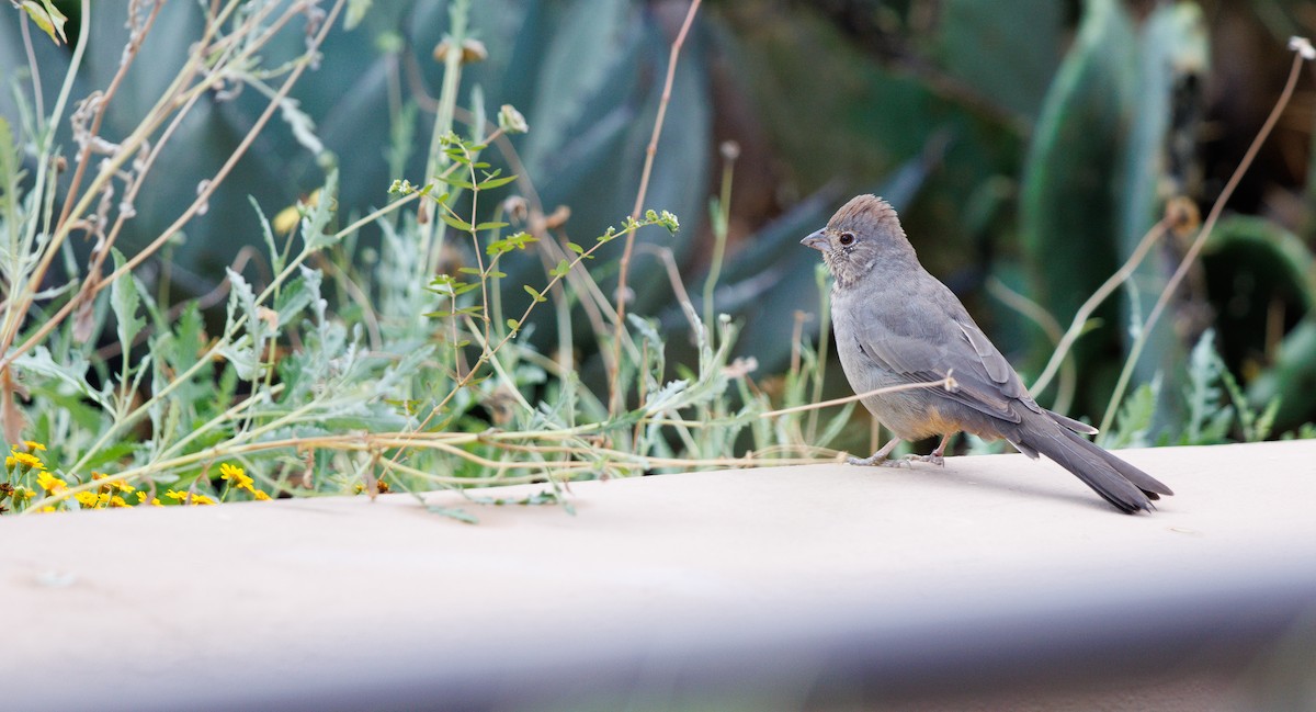 Canyon Towhee - ML643446949