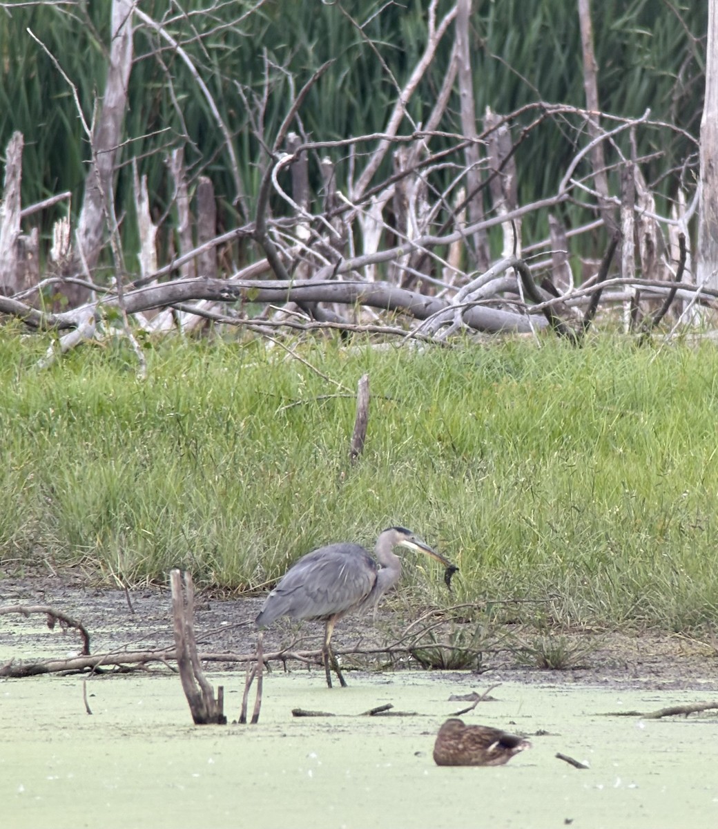 Kanadareiher - ML643446952