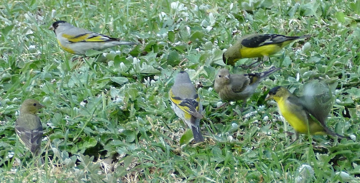 Lawrence's Goldfinch - ML643446965