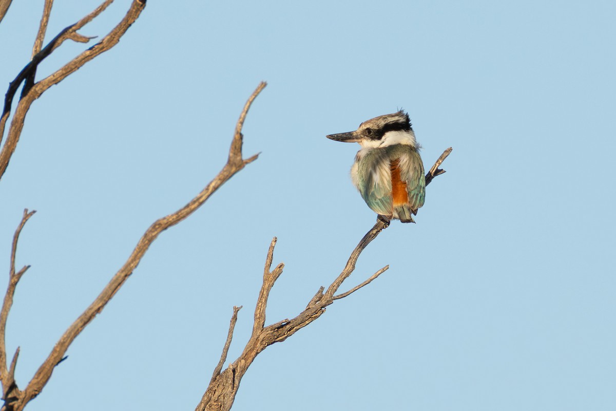 Red-backed Kingfisher - ML643446966