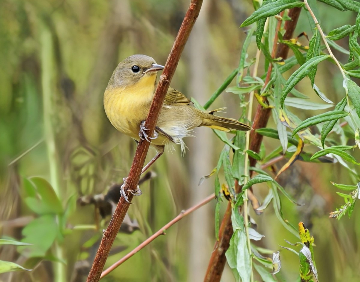 Common Yellowthroat - ML643446969