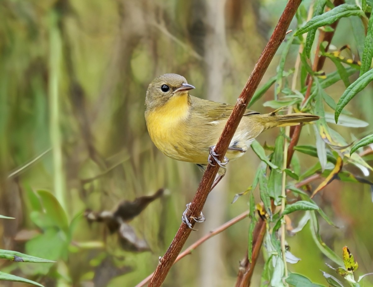 Common Yellowthroat - ML643446970