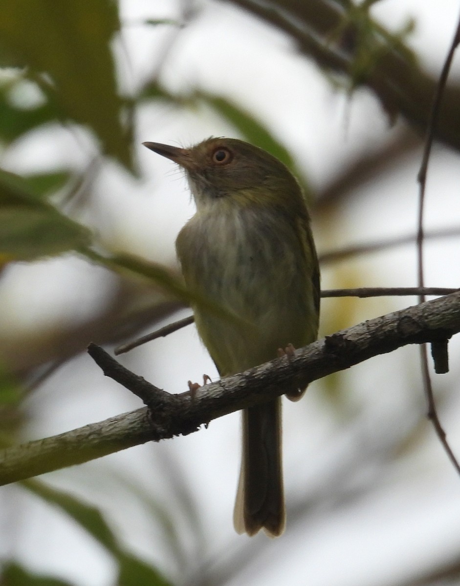 Pale-eyed Pygmy-Tyrant - ML643446971