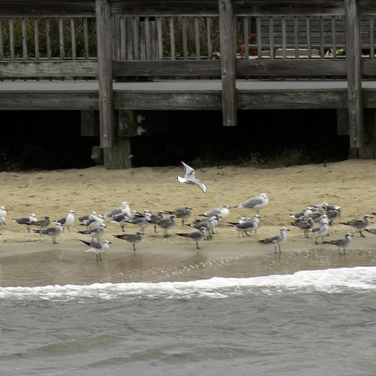 Bonaparte's Gull - ML643446995