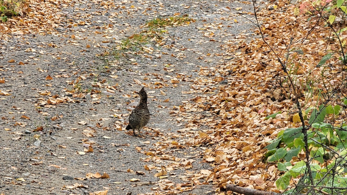 Ruffed Grouse - ML643447005