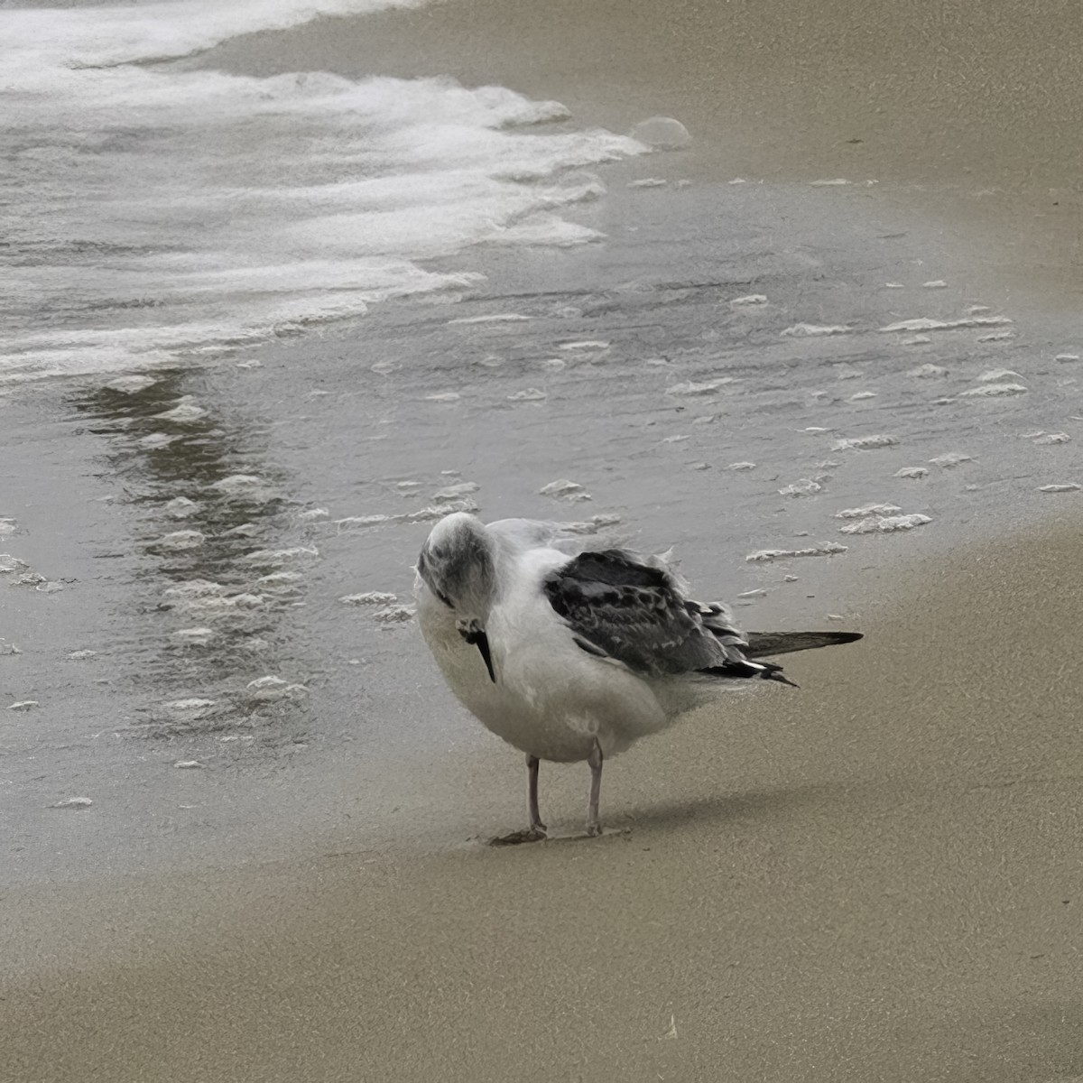 Bonaparte's Gull - ML643447008