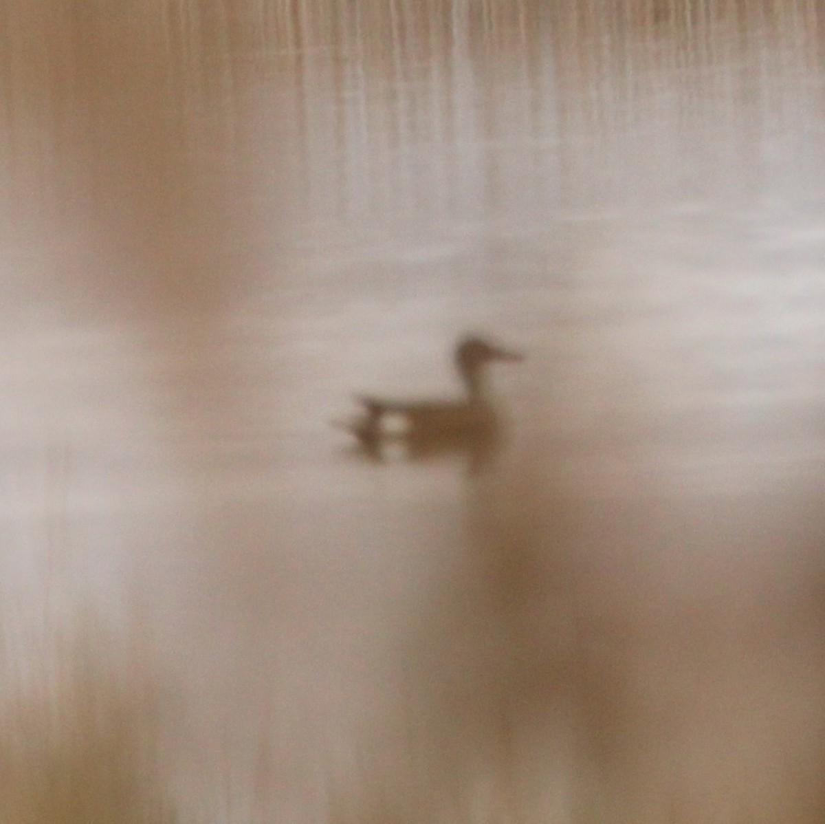 Canard souchet - ML643447010