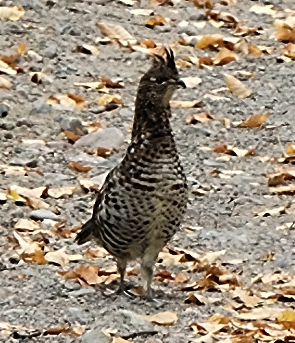 Ruffed Grouse - ML643447026