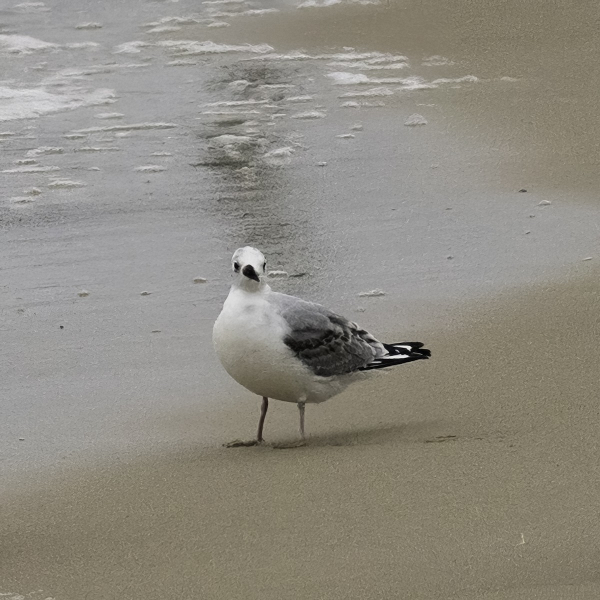Bonaparte's Gull - ML643447028