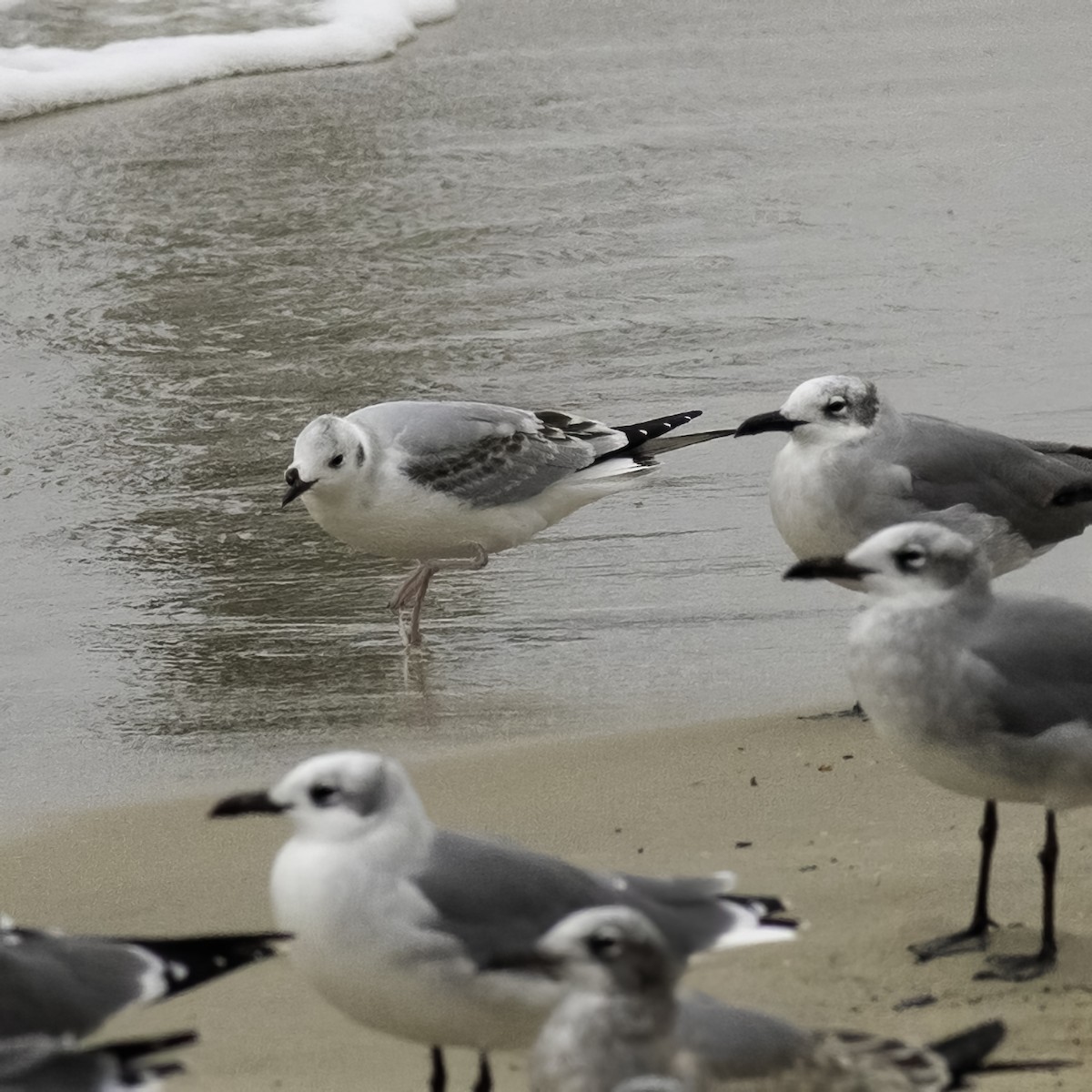 Bonaparte's Gull - ML643447030
