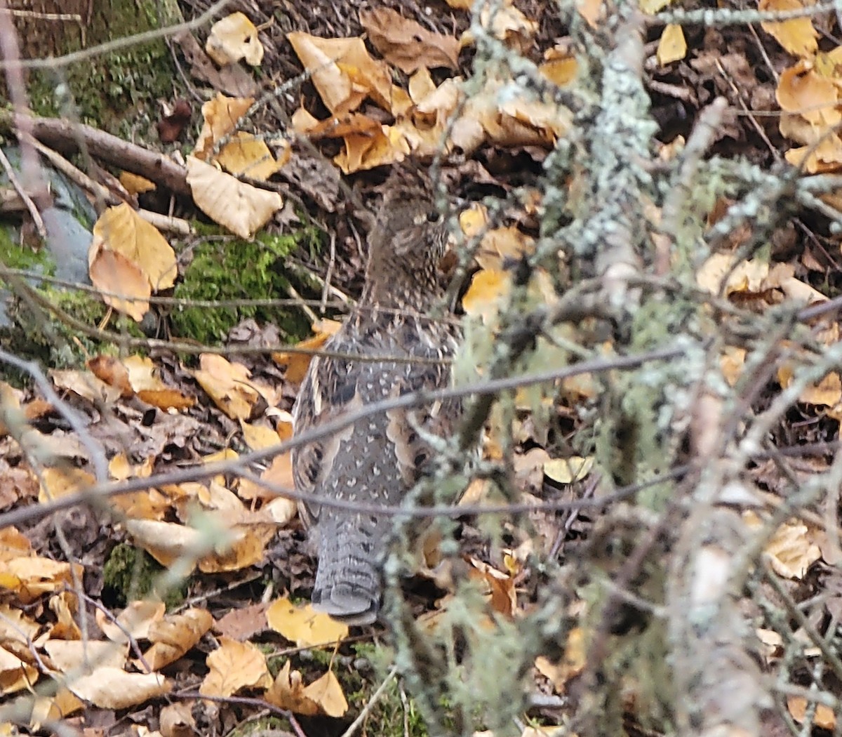 Ruffed Grouse - ML643447036