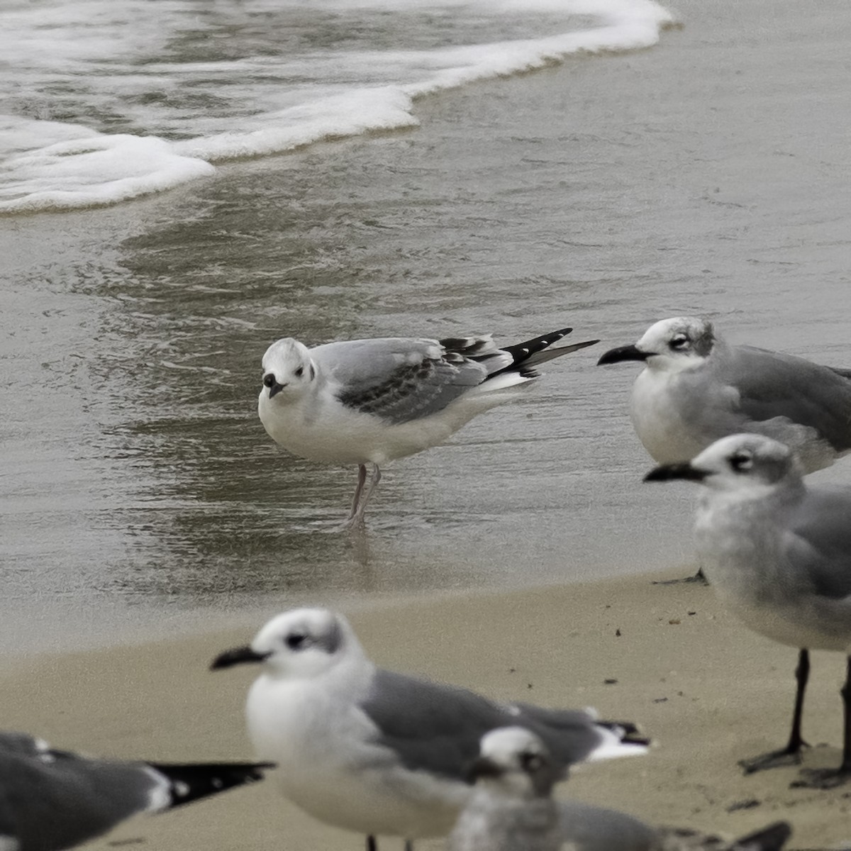 Bonaparte's Gull - ML643447038