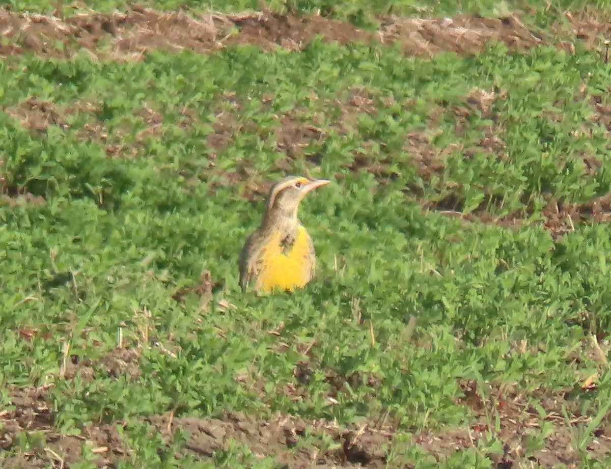 Western Meadowlark - ML643447050