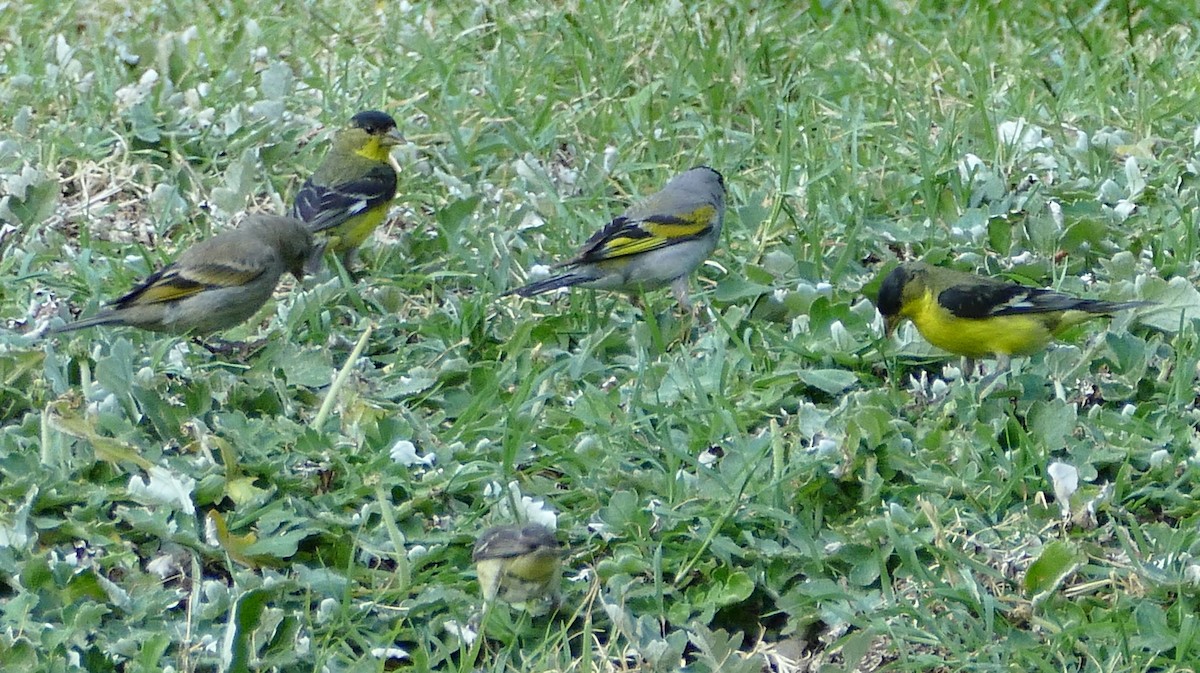 Lesser Goldfinch - ML643447060