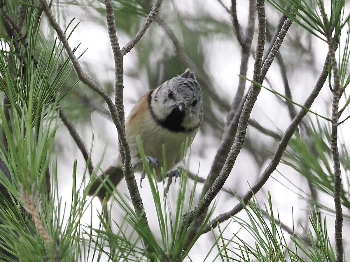 Mésange huppée - ML643447062