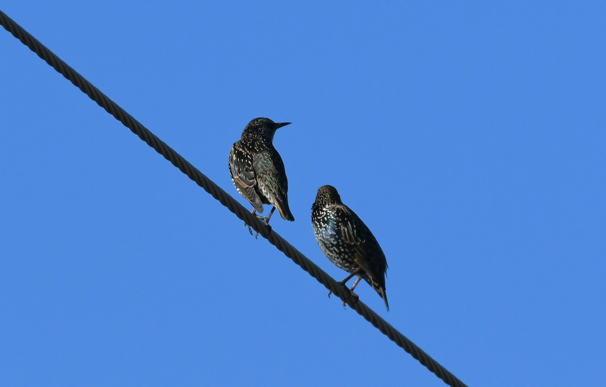 European Starling - ML643447111