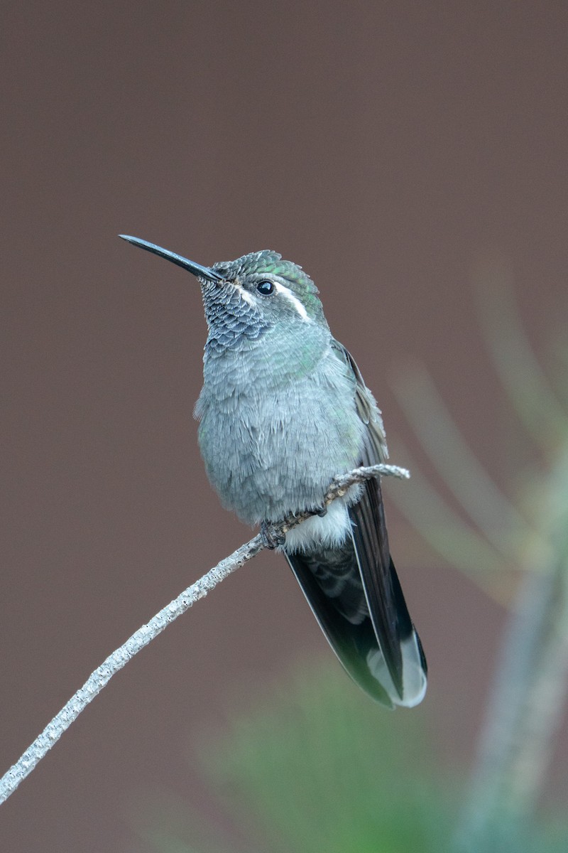 Blue-throated Mountain-gem - ML643447115