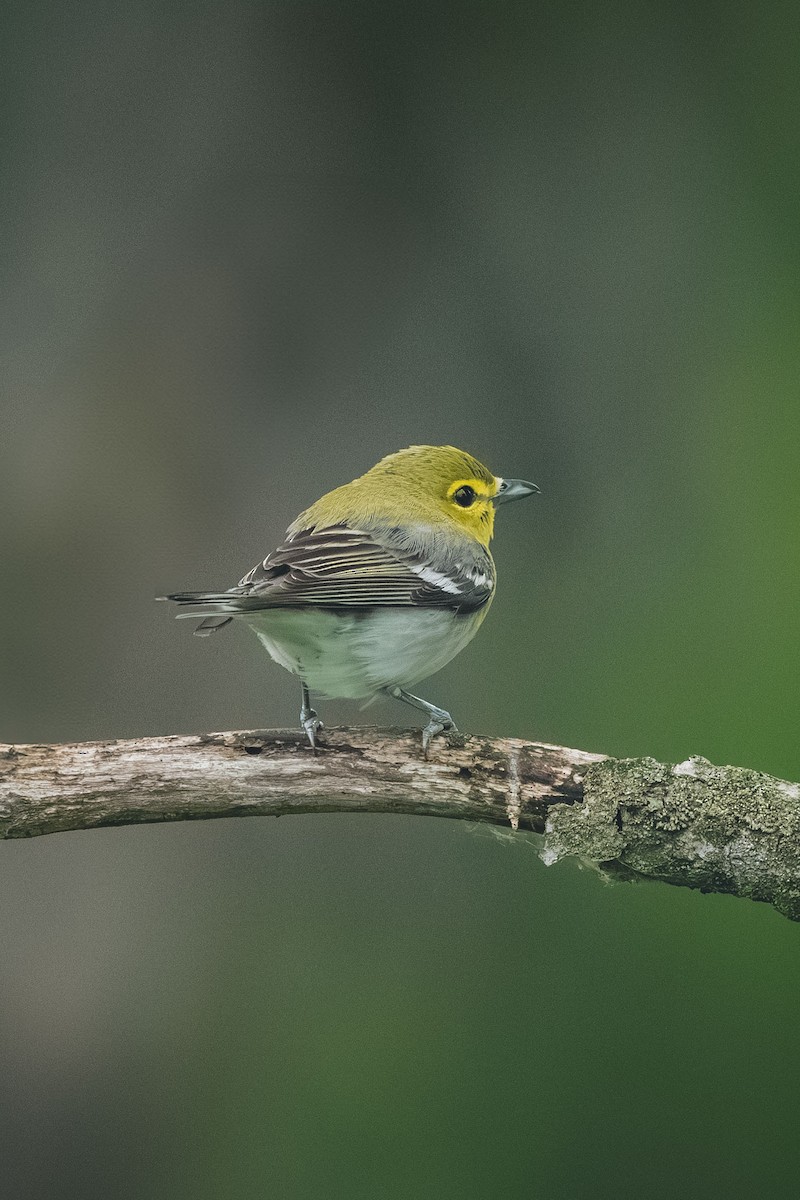 Sarı Gerdanlı Vireo - ML643447119