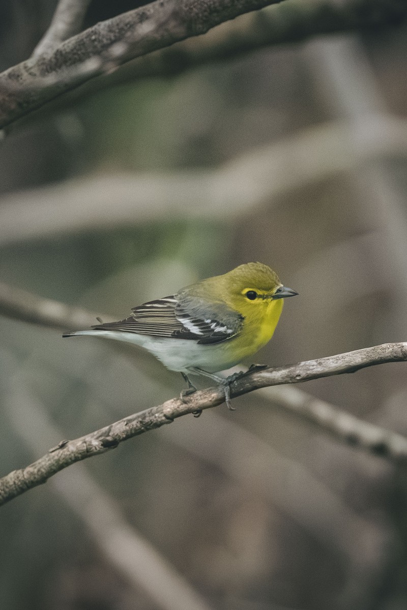Sarı Gerdanlı Vireo - ML643447120