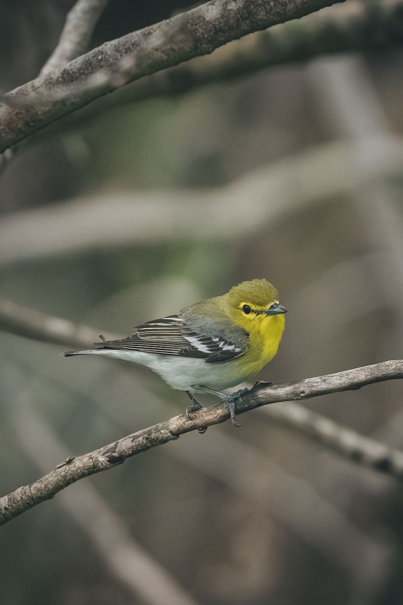Sarı Gerdanlı Vireo - ML643447121