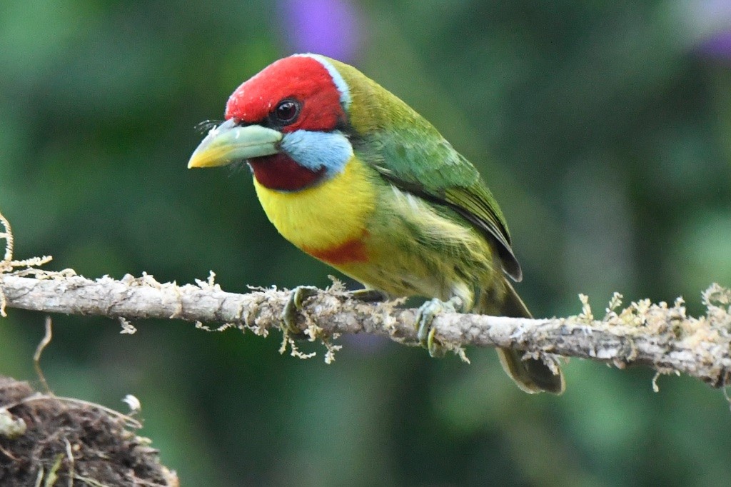 Versicolored Barbet - ML643447122