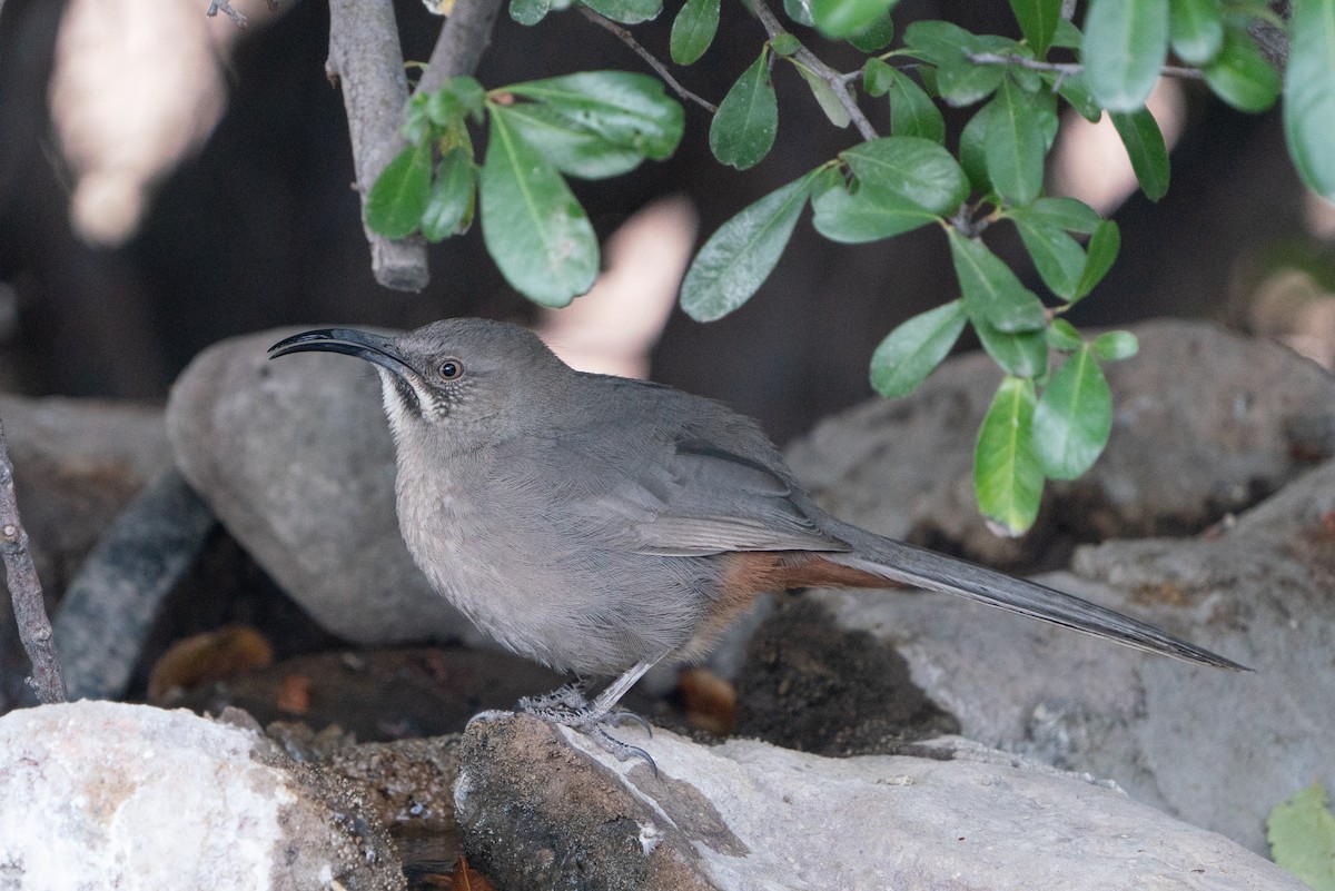 Crissal Thrasher - ML643447129