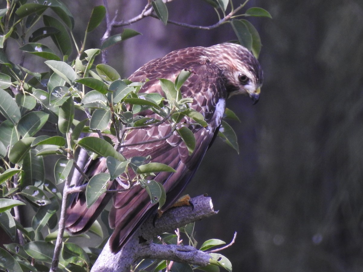 Broad-winged Hawk - ML643447145