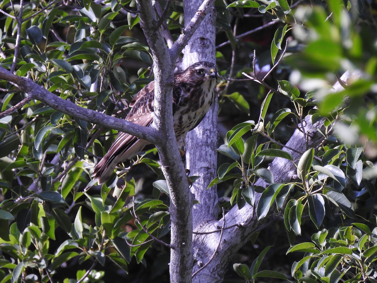 Broad-winged Hawk - ML643447173