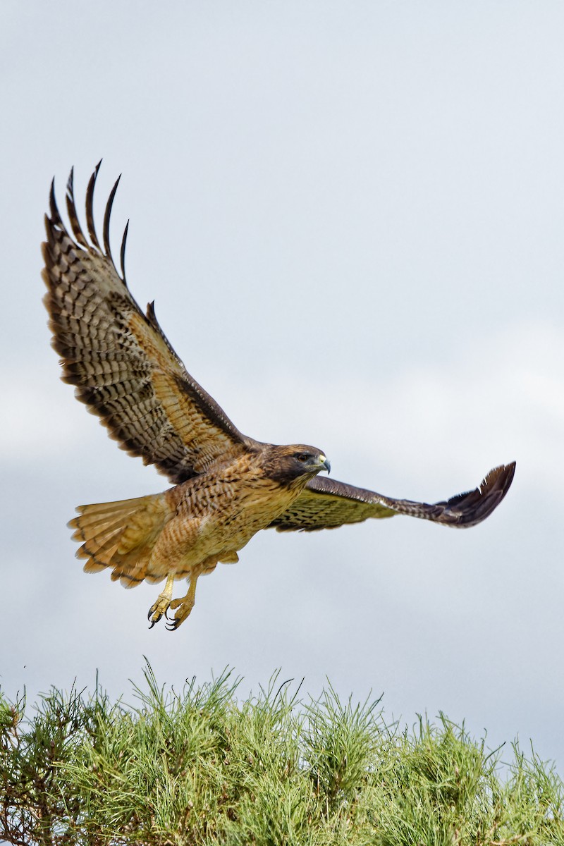 Red-tailed Hawk - ML643447179