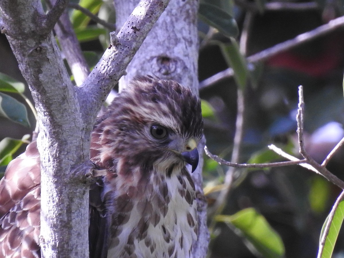 Broad-winged Hawk - ML643447186