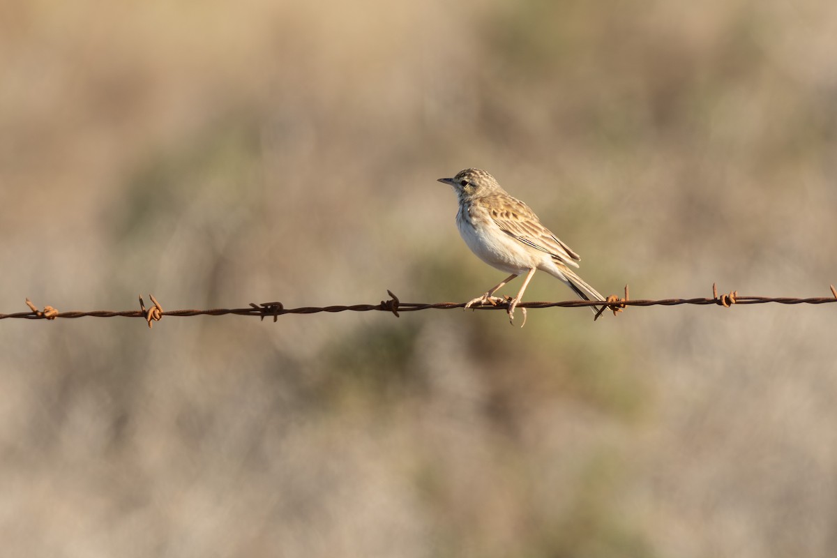 Australian Pipit - ML643447192
